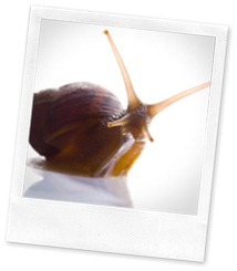 Snail look at you